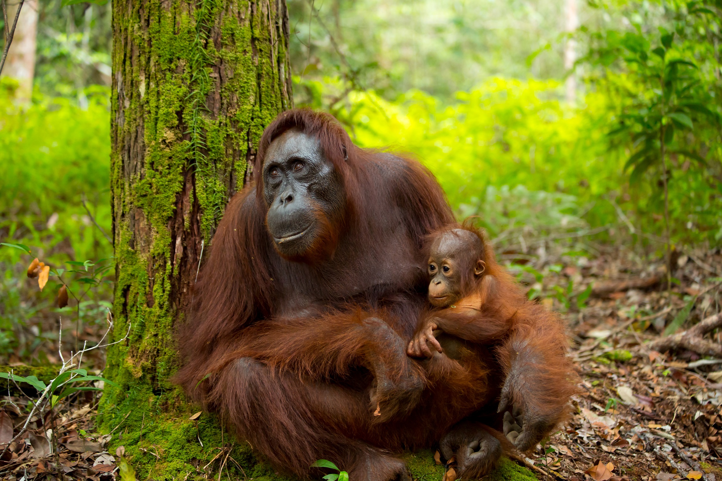 Plan Trip To Borneo Authentic Indonesia Local Travel Angecy