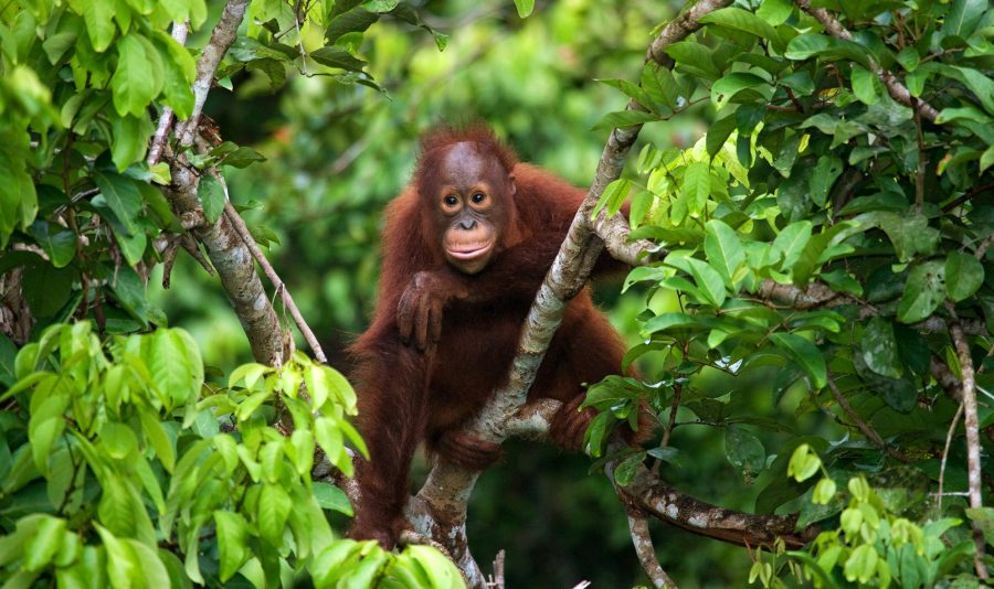 borneo orangutan