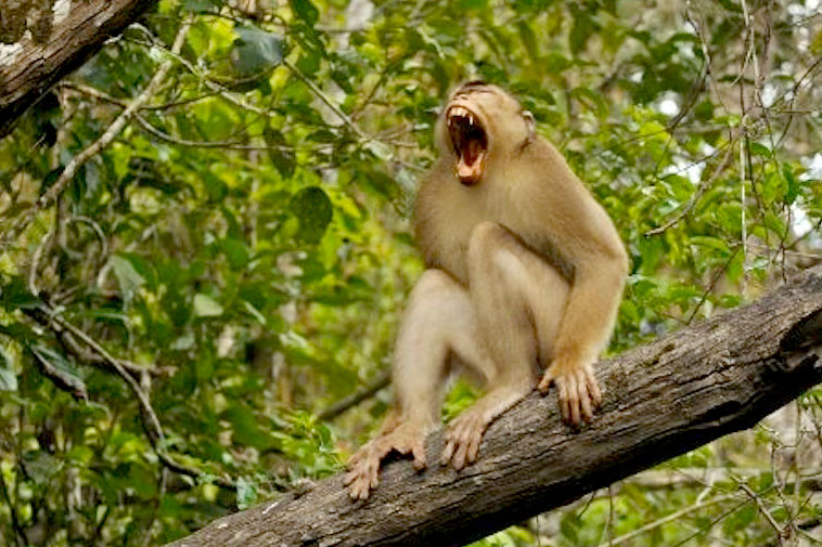 borneo primates in the forest