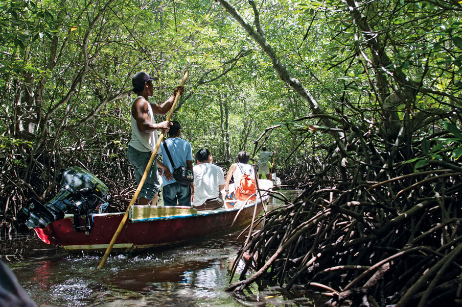 mangrove forest lembongan island