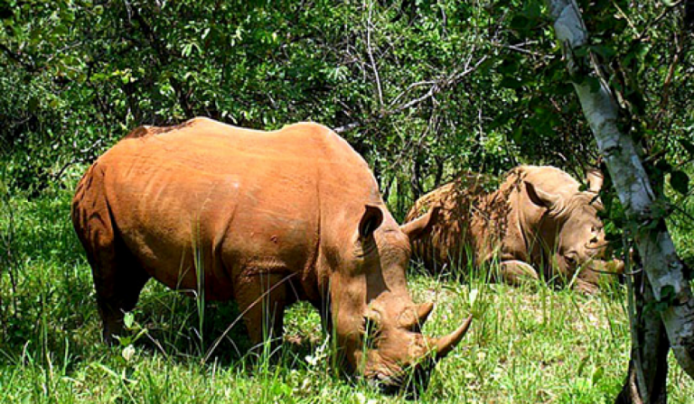 8 Best Places to See Wildlife in Indonesia | Authentic Indonesia Blog
