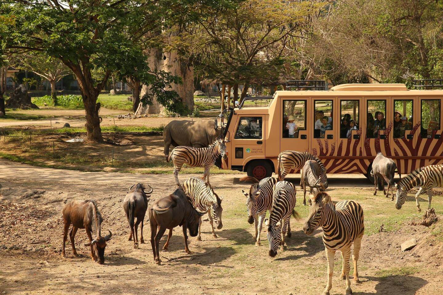 safari y zoo
