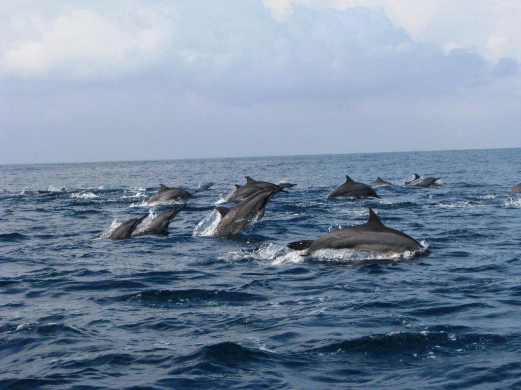 Chasing cute dolphins in karimunjawa