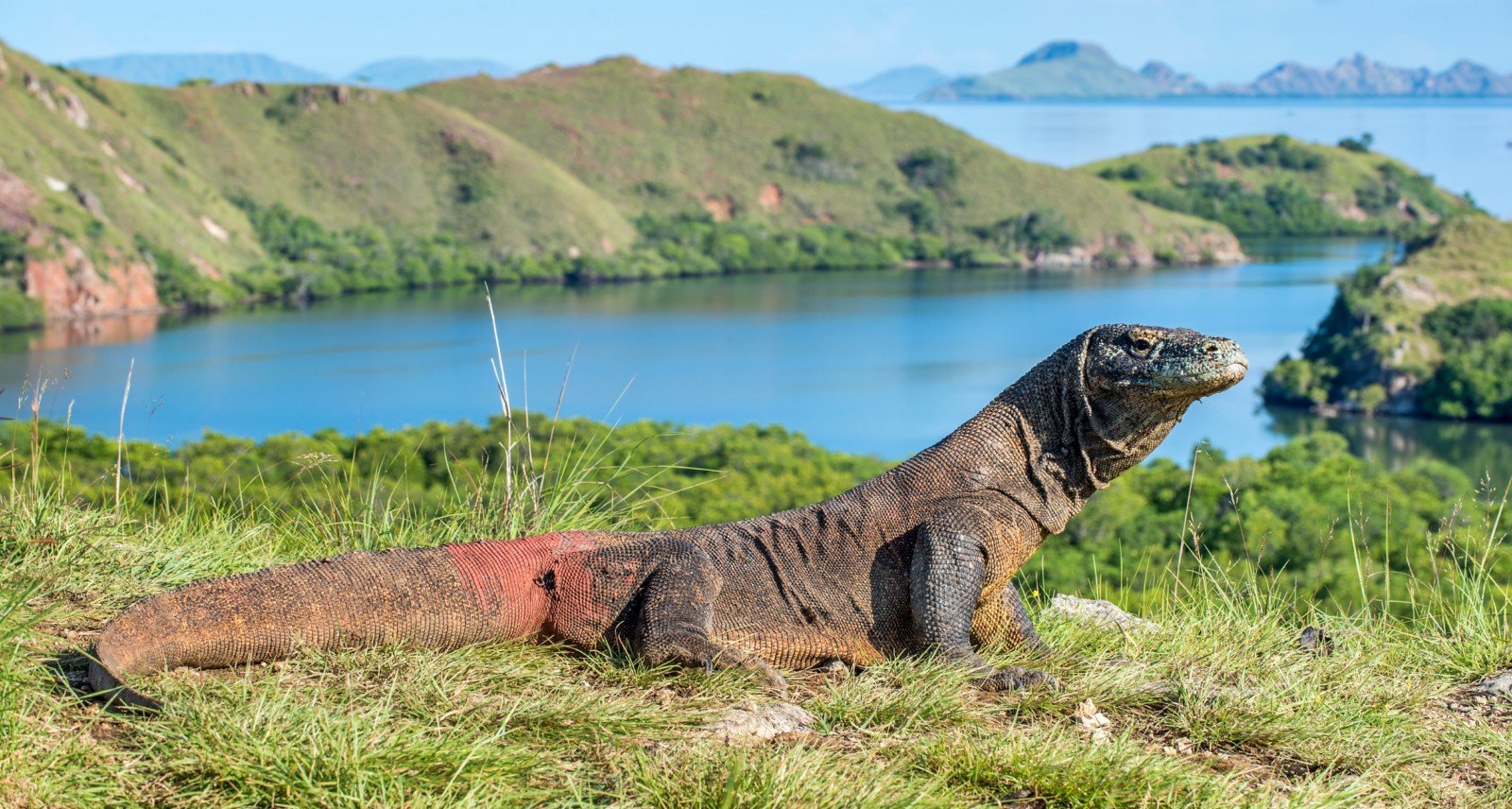 6 Interesting Facts About Padar Island Labuan Bajo Authentic 6 Interesting Facts About Padar Island Labuan Bajo Authentic