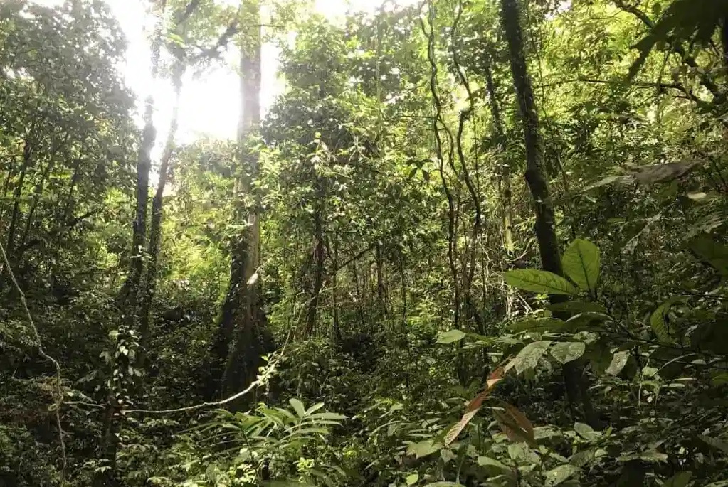 the tangkahan forest