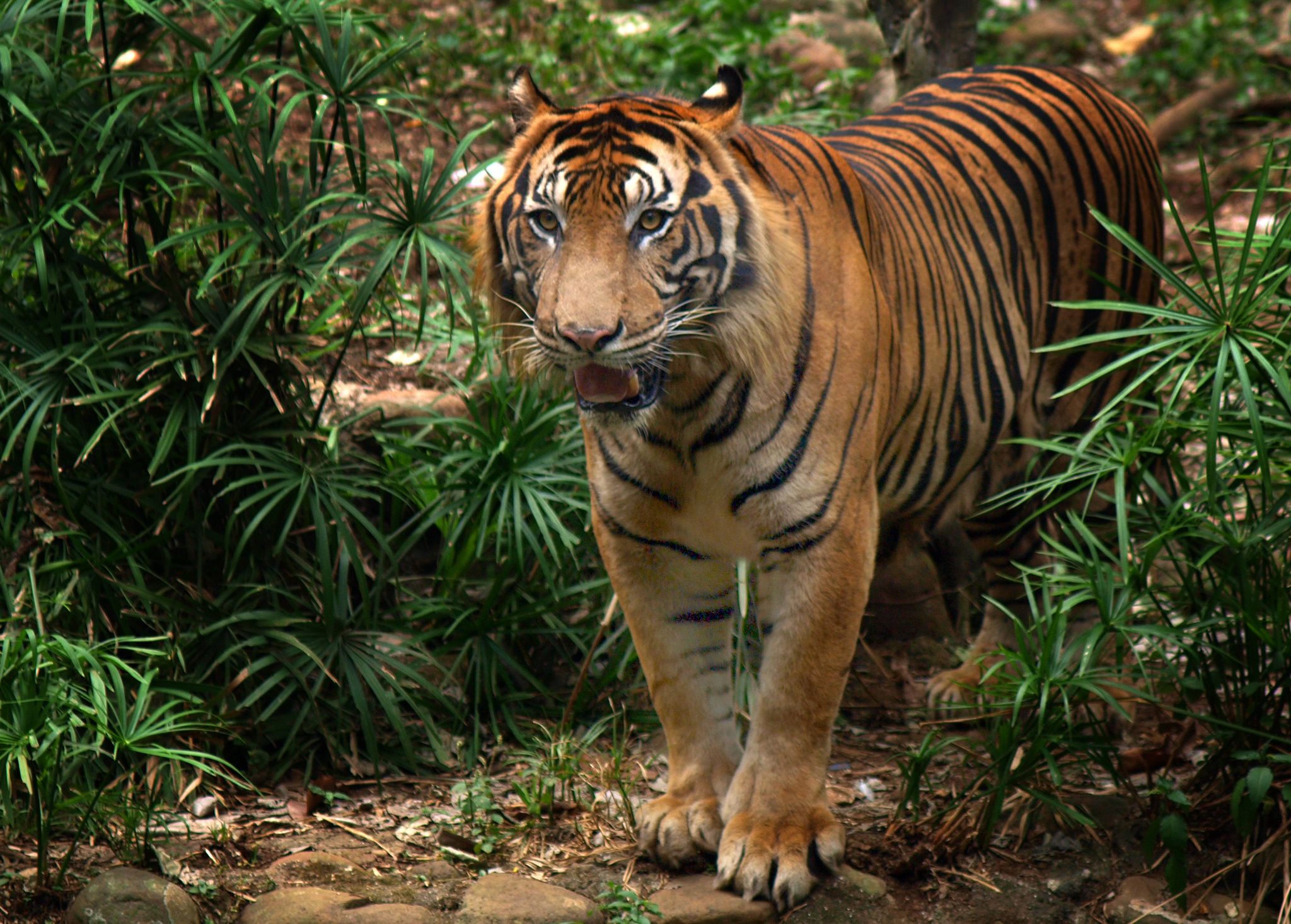Top 10 Endangered Animals In Indonesia - IMAGESEE