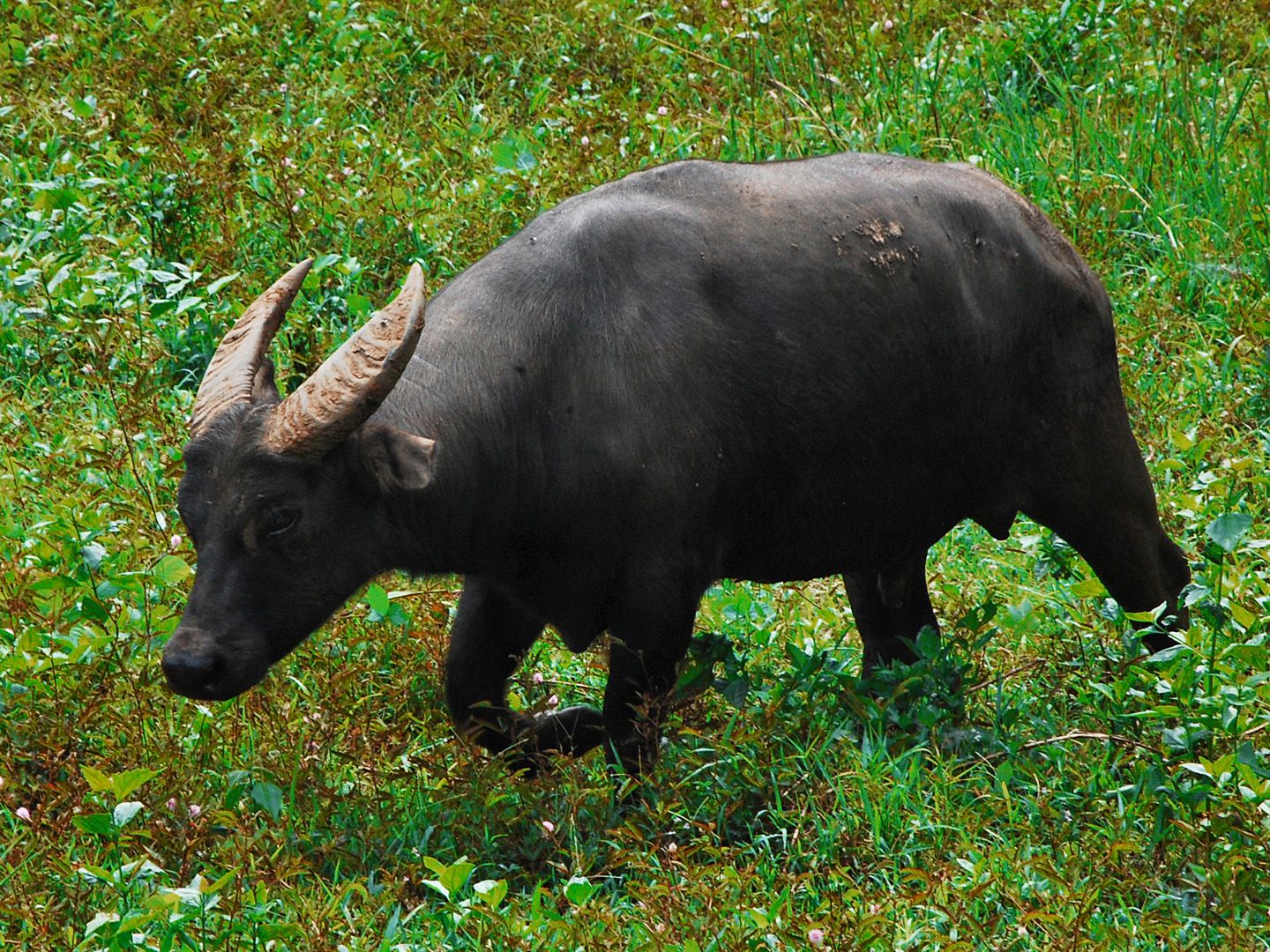 rare anoa buffalo