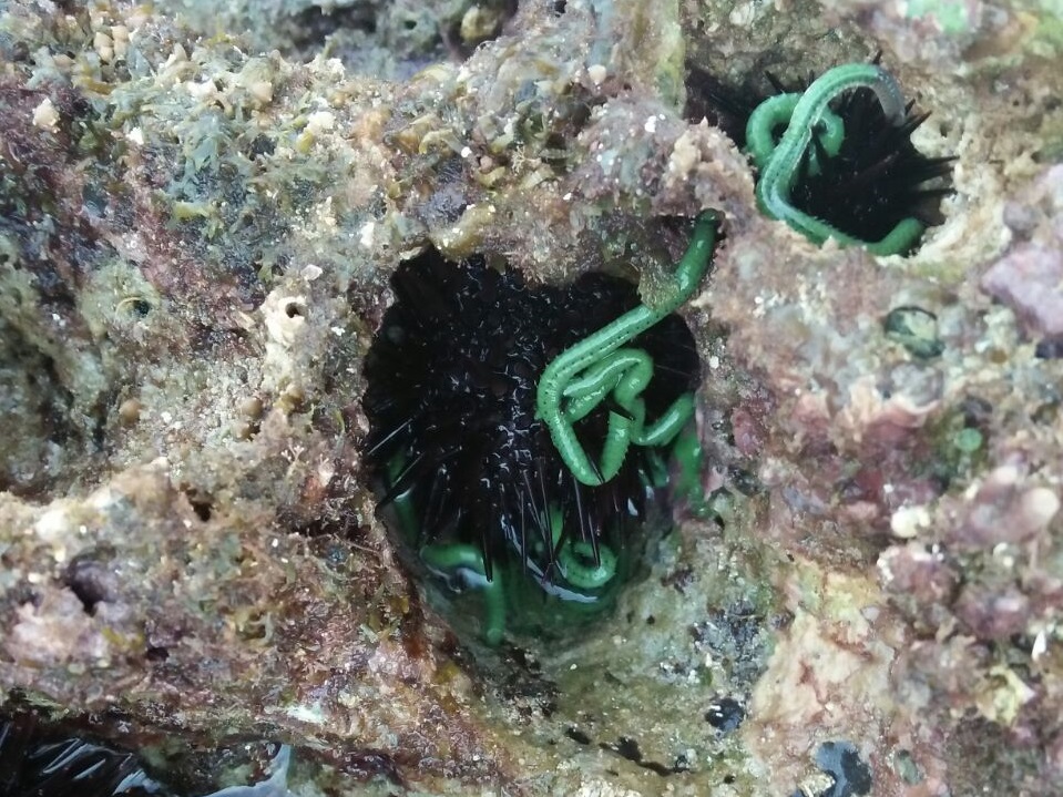 the Nyale sea worm in Sumba comes out to the seashore