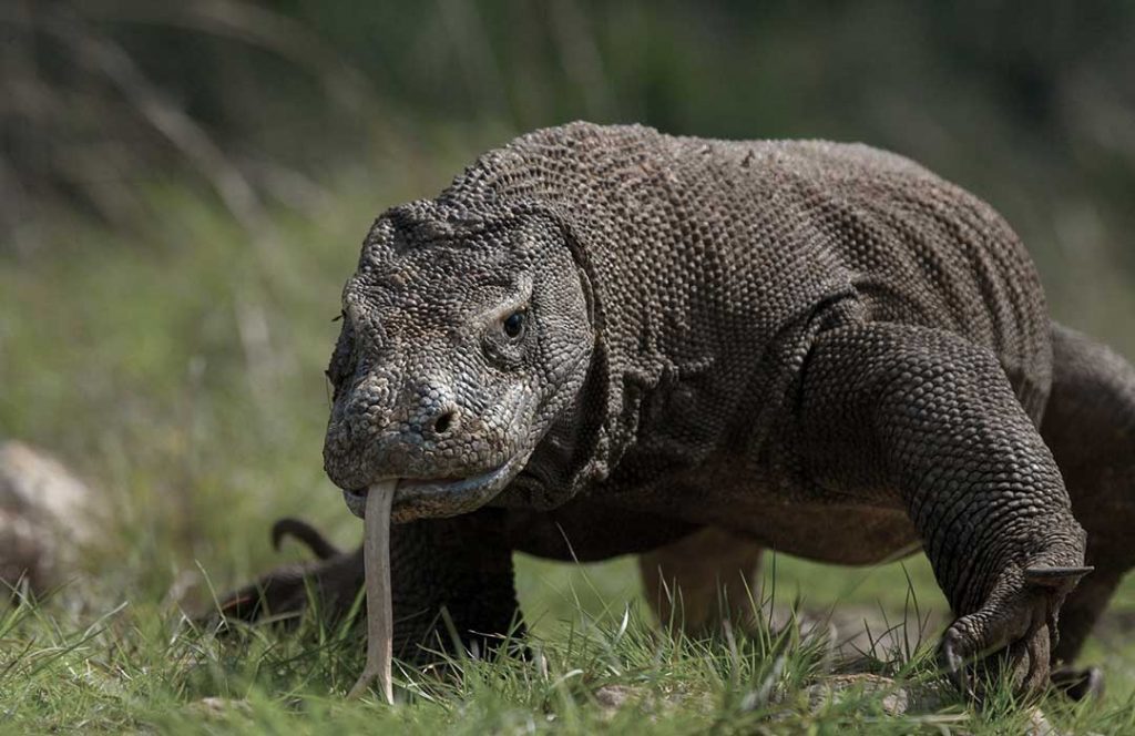 Gili Dasami is also inhabited by a number of Komodo dragons