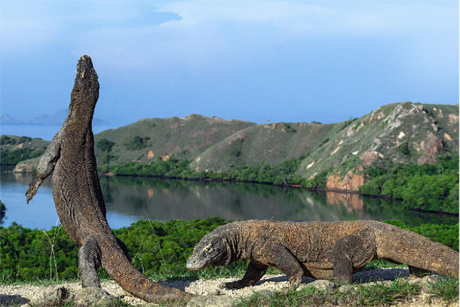 9 Beautiful Islands In Komodo National Park Authentic Indonesia